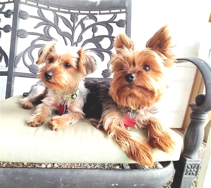 Are 2 Yorkies better than 1?