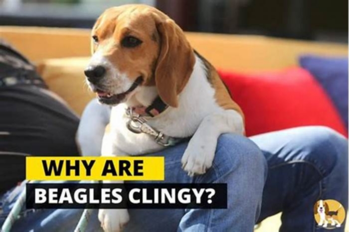 Are Beagles clingy?