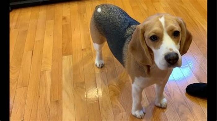 Are Beagles easy to train