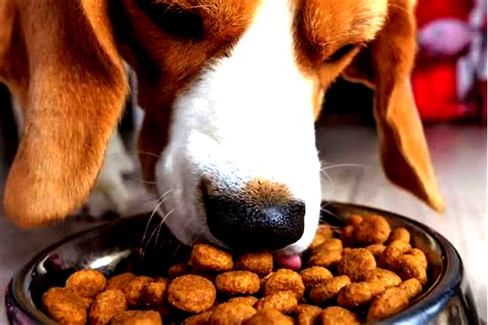 Are Beagles hungry all the time?