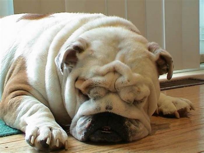 Are Bulldogs fat or muscle?