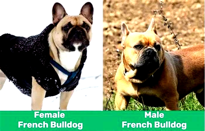 Are Bulldogs healthier than French bulldogs