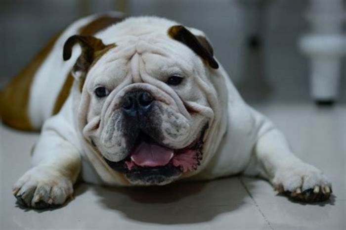 Are Bulldogs naturally chubby?