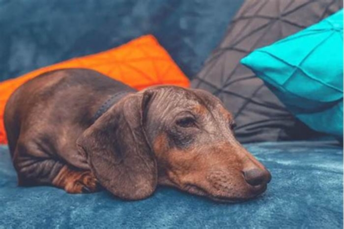 Are Dachshunds heavy sleepers?