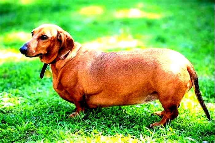 Are Dachshunds prone to obesity?