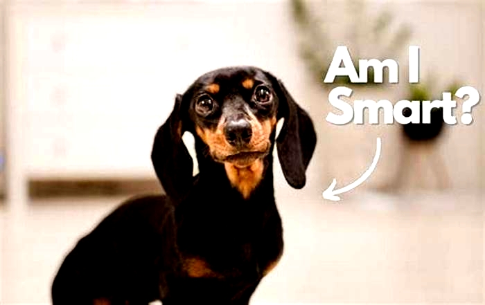 Are Dachshunds smart