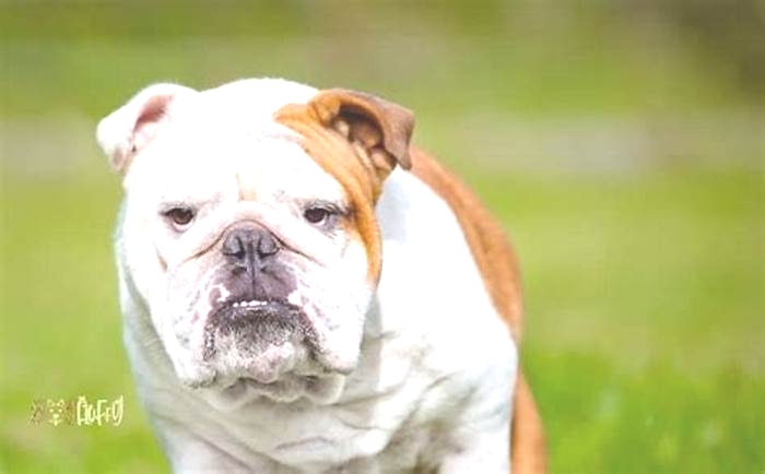 Are English Bulldogs aggressive