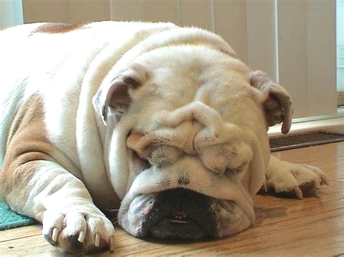 Are English Bulldogs prone to obesity?