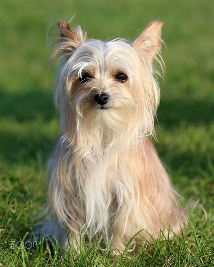 Are Yorkies Chinese?