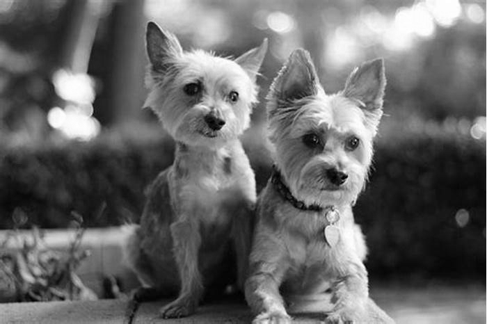 Are Yorkies alpha dogs