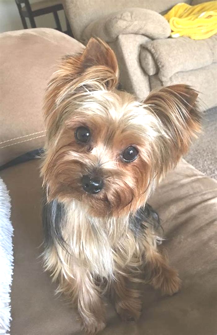 Are Yorkies possessive of their owners?