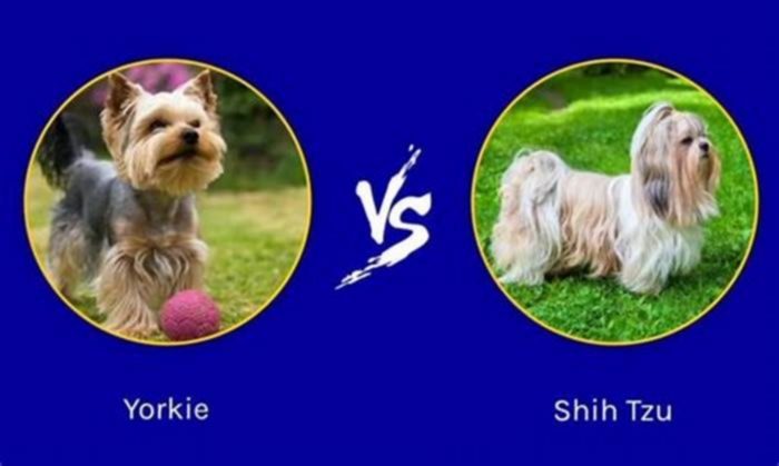 Are Yorkies smaller than Shih Tzu?