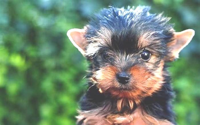 Are Yorkies smart dogs