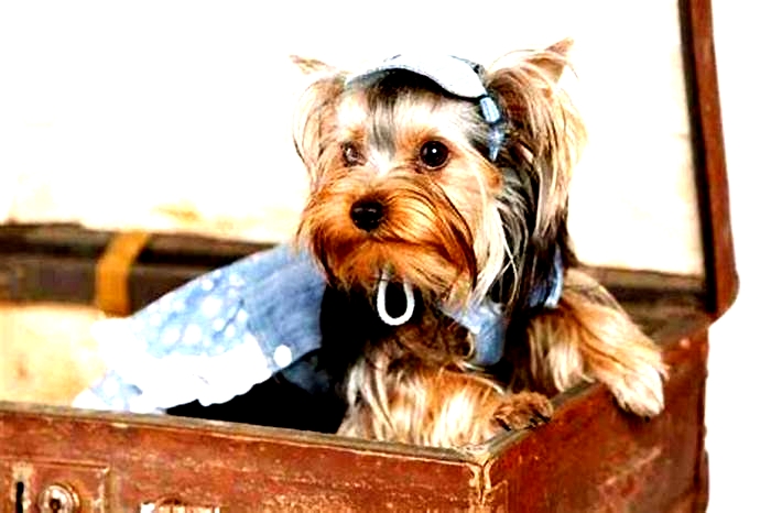 Are Yorkies very smart dogs