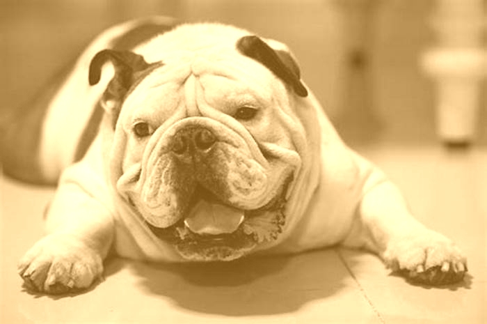 Are all Bulldogs overweight?