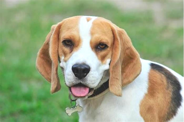 Are beagles intelligent