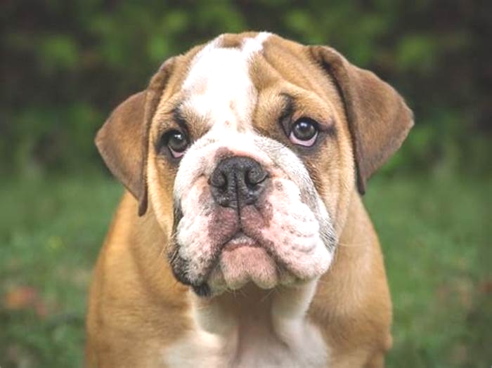 Are bulldogs hard to train?