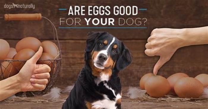 Are eggs bad for Dachshunds