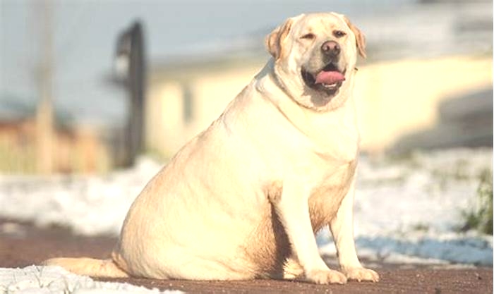 Are fat dogs unhealthy?