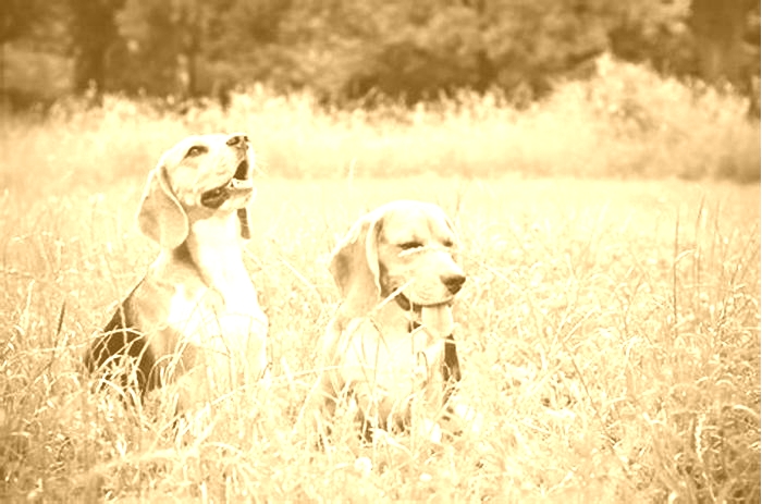 Are female Beagles calmer than males