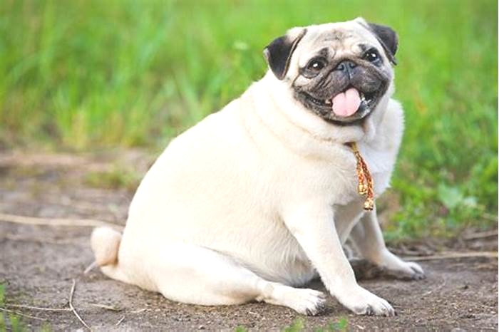 Are obese dogs in pain?