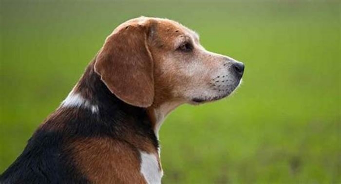 At what age do Beagles get old?