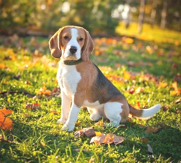 At what age do Beagles start to calm down?