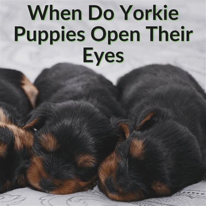 At what age do Yorkies open their eyes?