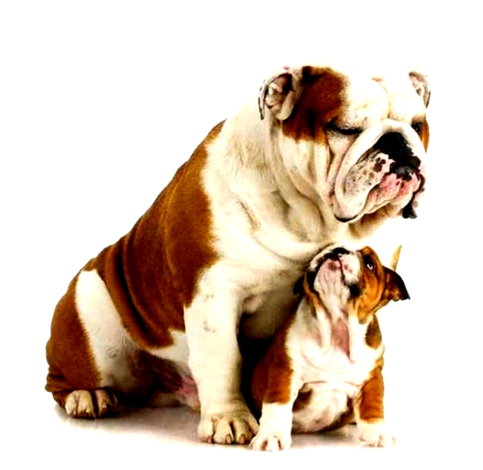 At what age do bulldogs stop growing?