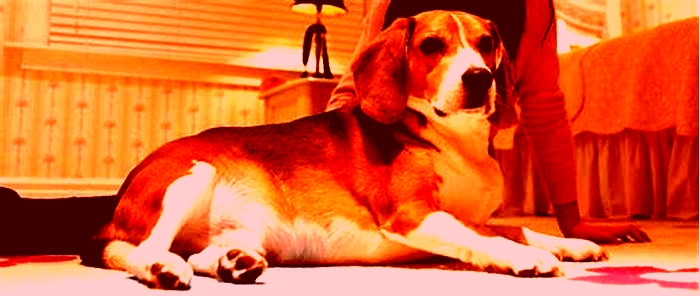 Beagle Obesity A Comprehensive Guide for Concerned Owners