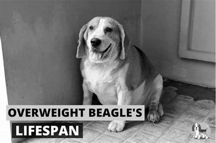 Beagle Obesity Addressing Common Dietary Mistakes