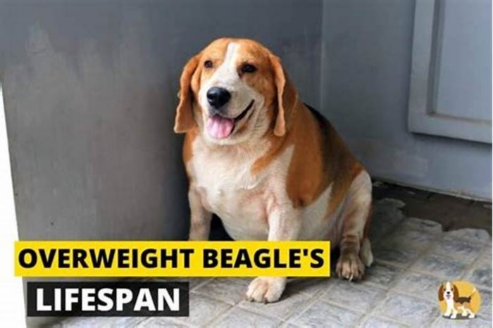 Beagle Obesity Addressing Emotional Eating Patterns