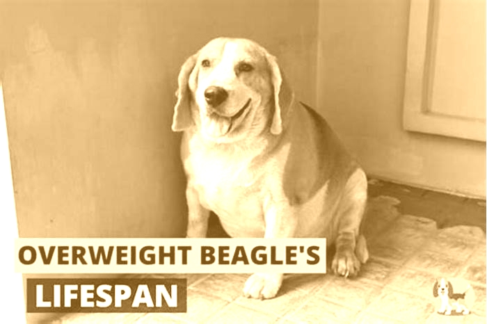 Beagle Obesity Addressing Overeating Through Environmental Changes