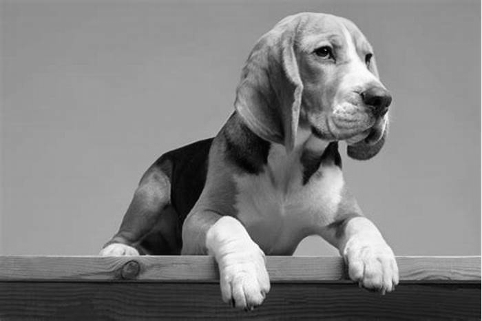 Beagle Obesity: Addressing Weight-Related Dental Issues