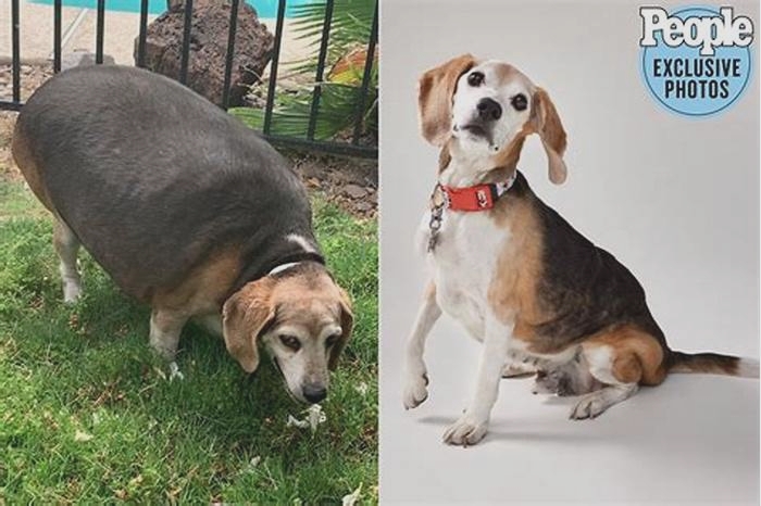 Beagle Obesity: Addressing the Emotional Triggers of Overeating