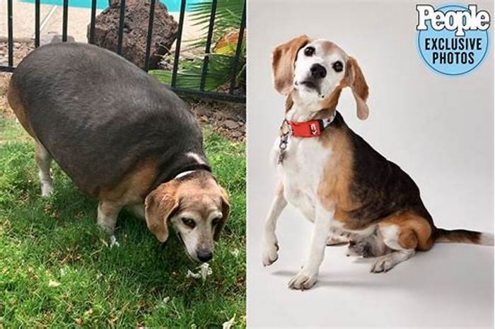 Beagle Obesity: Breaking Down Common Myths