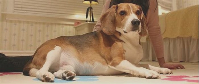 Beagle Obesity Breaking the Cycle of Overfeeding