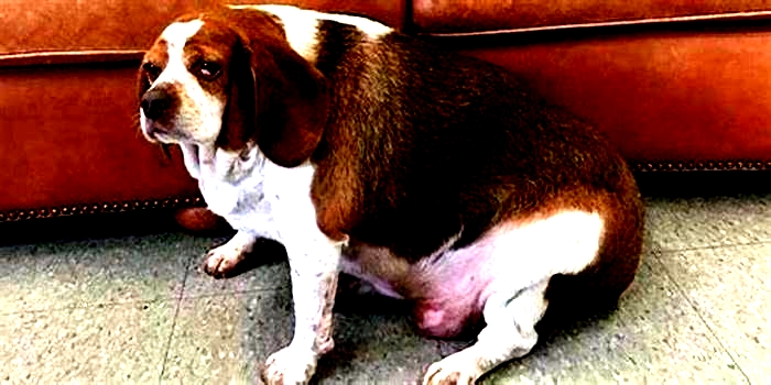 Beagle Obesity Exploring Low Impact Exercise Options