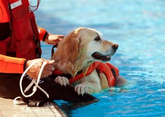 Beagle Obesity: Exploring the Benefits of Canine Hydrotherapy