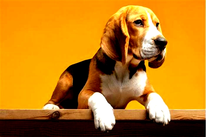 Beagle Obesity: Exploring the Benefits of Canine Massage