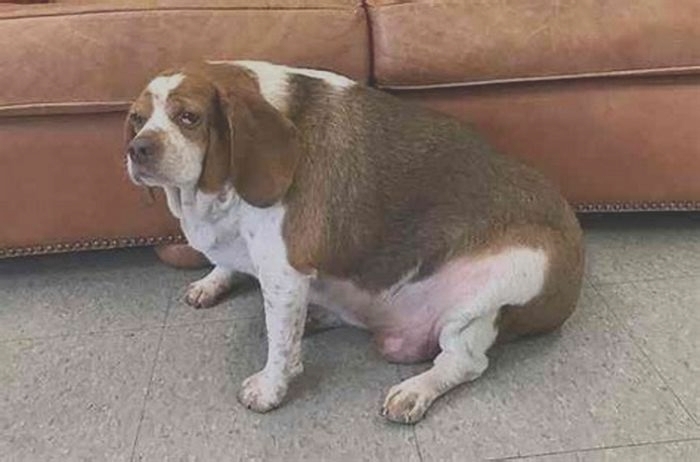 Beagle Obesity Exploring the Benefits of Physical Therapy