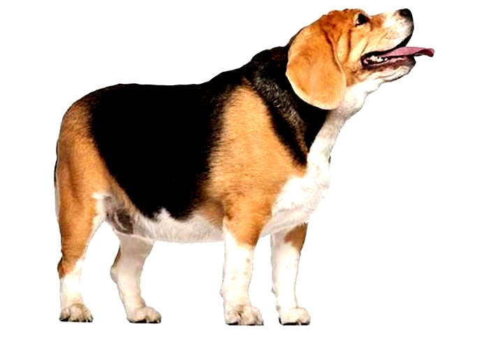 Beagle Obesity: Exploring the Link Between Gut Health and Weight