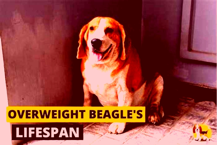 Beagle Obesity How to Address Emotional Eating in Pets