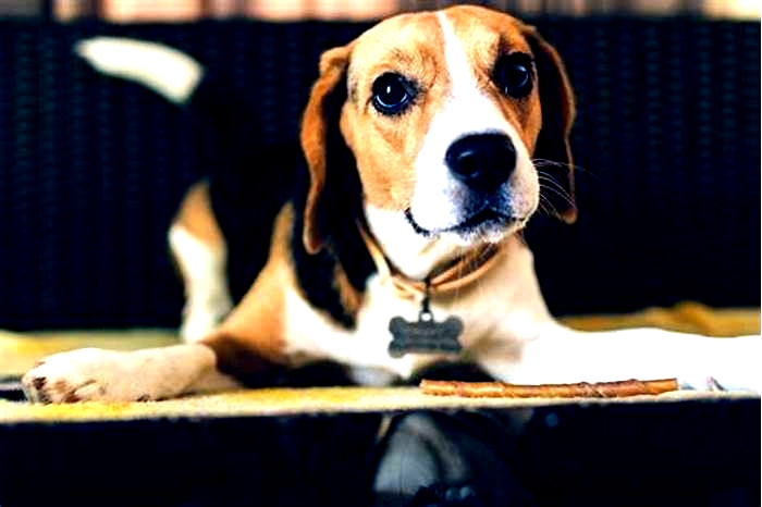 Beagle Obesity: How to Address Separation Anxiety Through Exercise