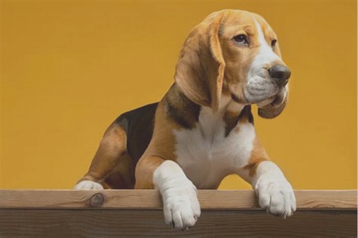 Beagle Obesity: How to Address Stress-Induced Overeating