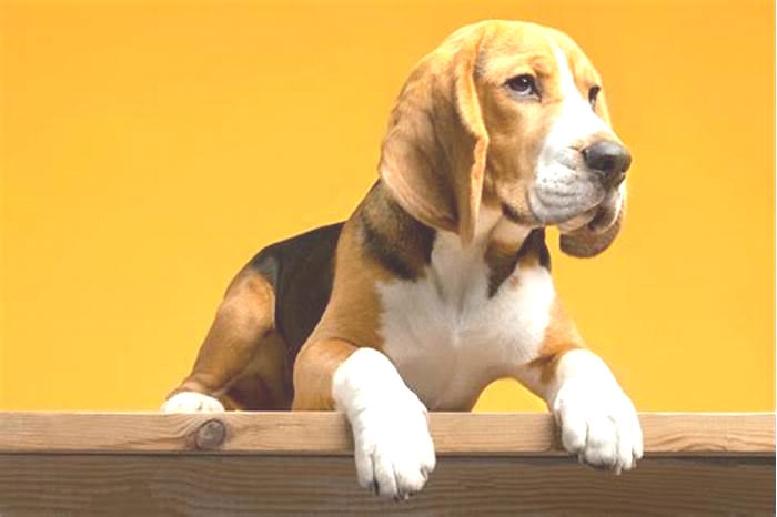 Beagle Obesity How to Deal with Judgment from Others