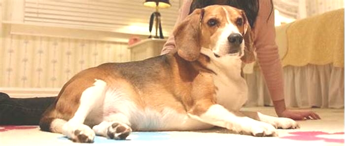 Beagle Obesity How to Handle Food Begging and Manipulation