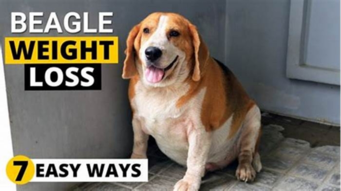 Beagle Obesity: How to Incorporate Weight Loss into Daily Life