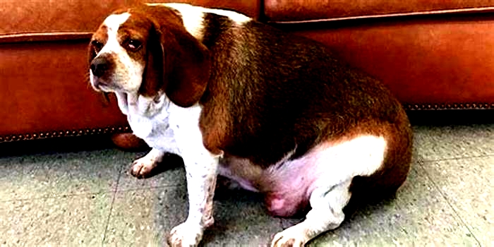 Beagle Obesity: How to Incorporate Weight Management into Daily Life