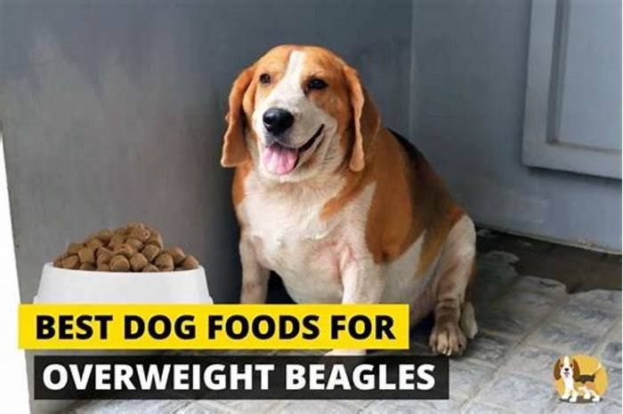 Beagle Obesity How to Modify Treats for Weight Management